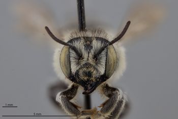 Media type: image;   Entomology 791017 Aspect: head frontal view